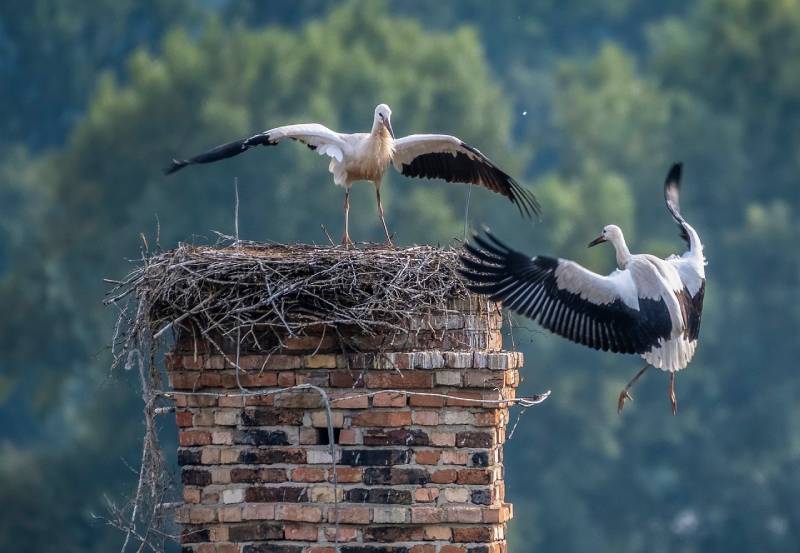 Expert Chimney Animal Removal in Harwood Heights, IL Professional Chimney Animal Removal Services in Harwood Heights, Illinois