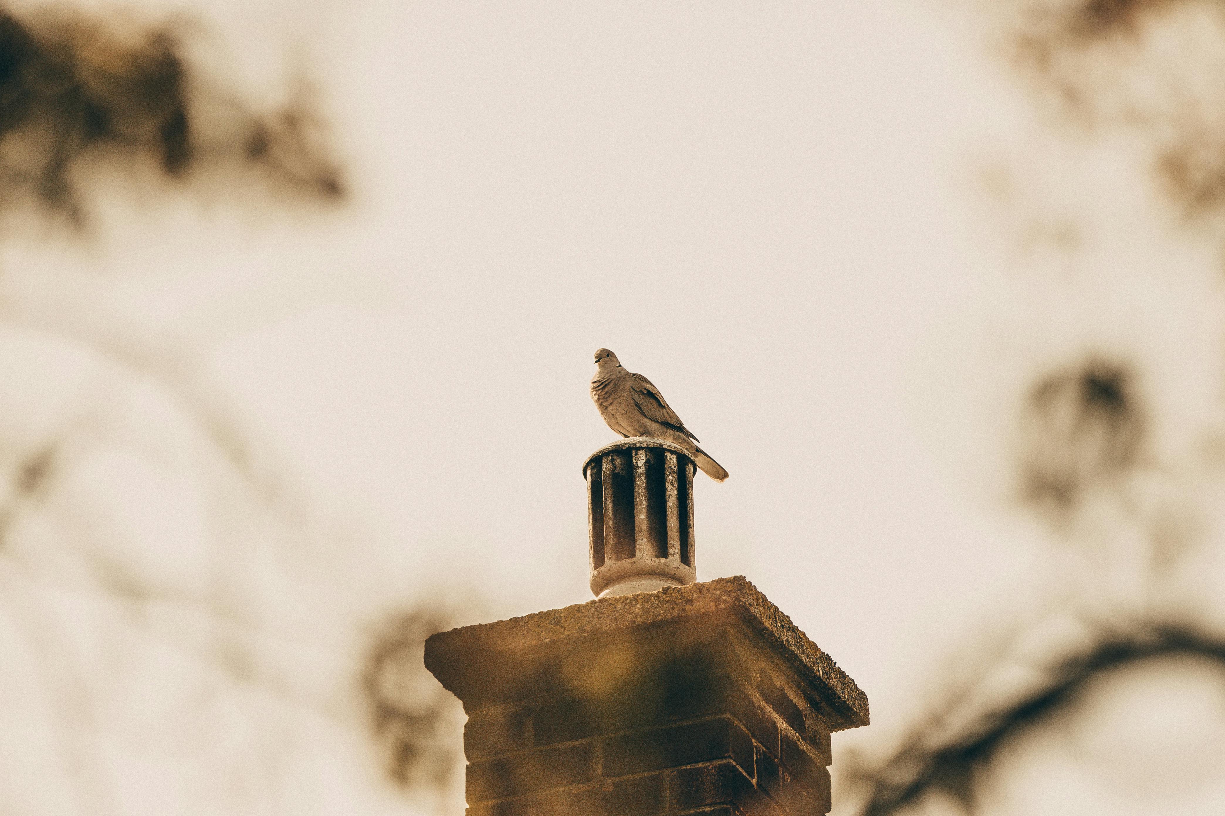 Professional Chimney Cap Installation Services in Harwood Heights, IL Expert Chimney Cap Installation in Harwood Heights, Illinois